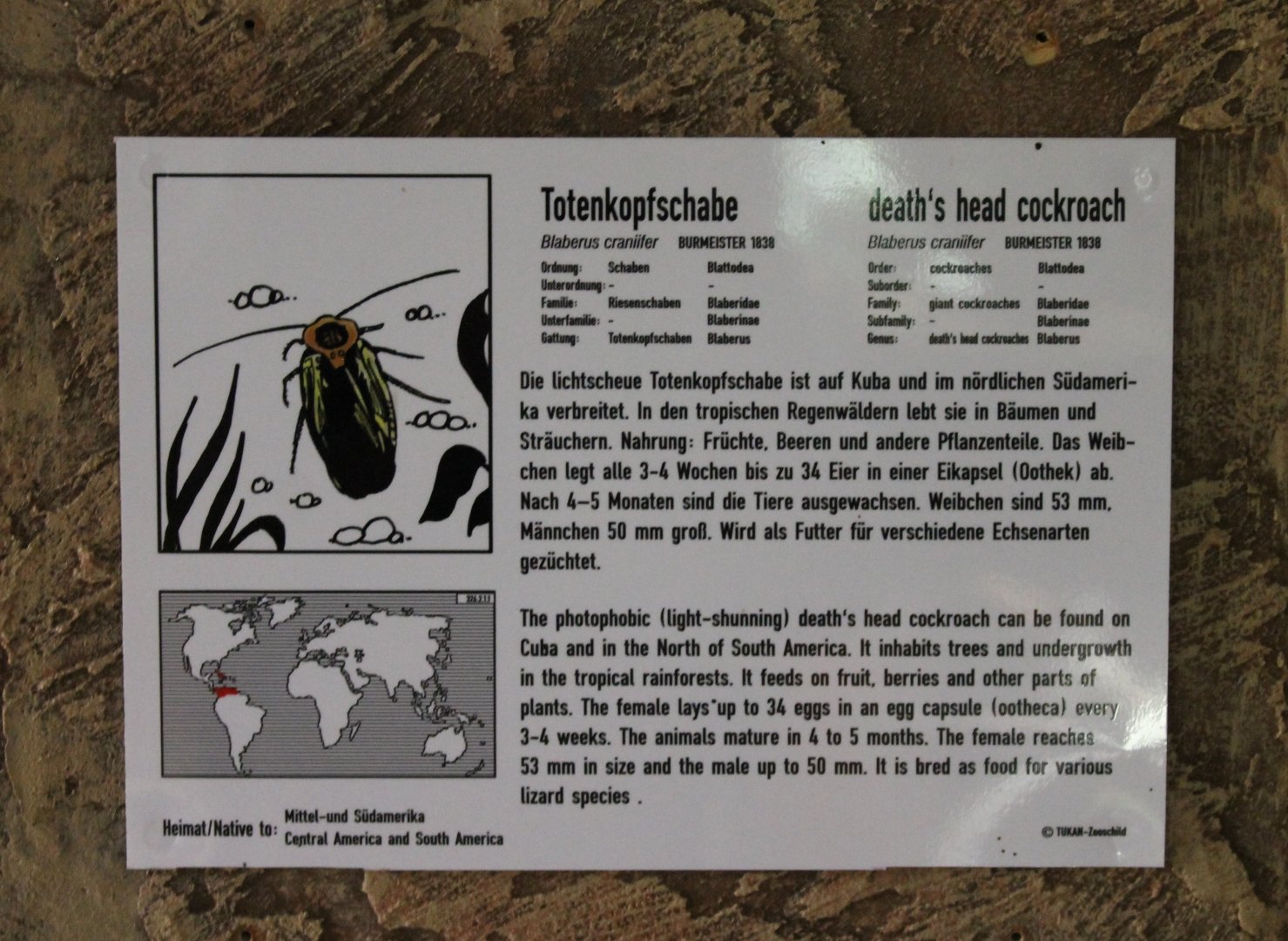 Death's head cockroach-sign