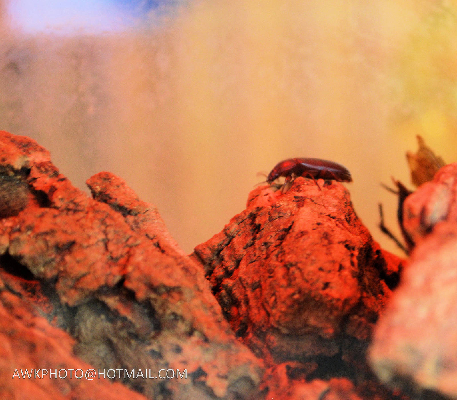 DEATHS HEAD COCKROACH