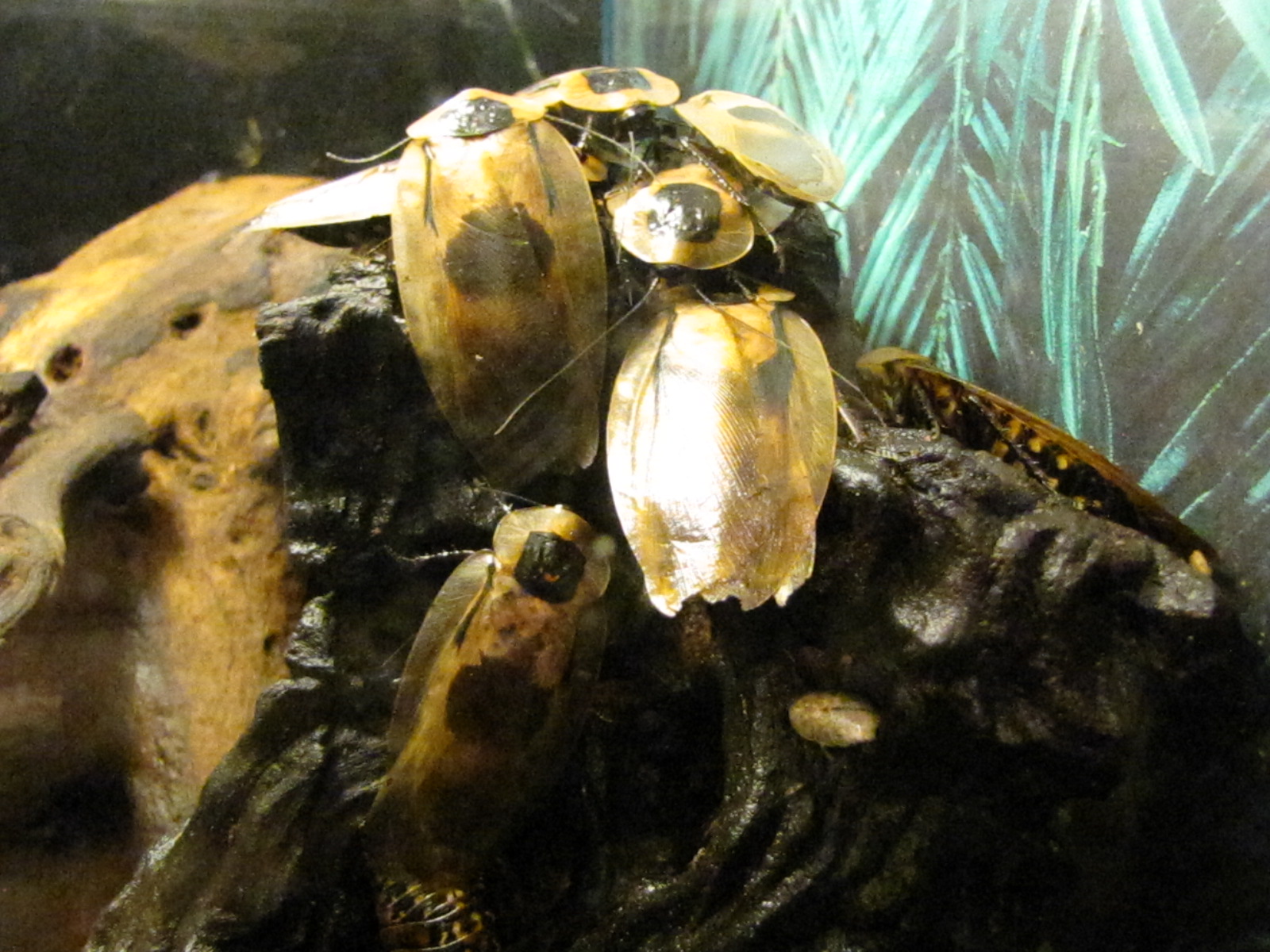 Death's Head cockroach