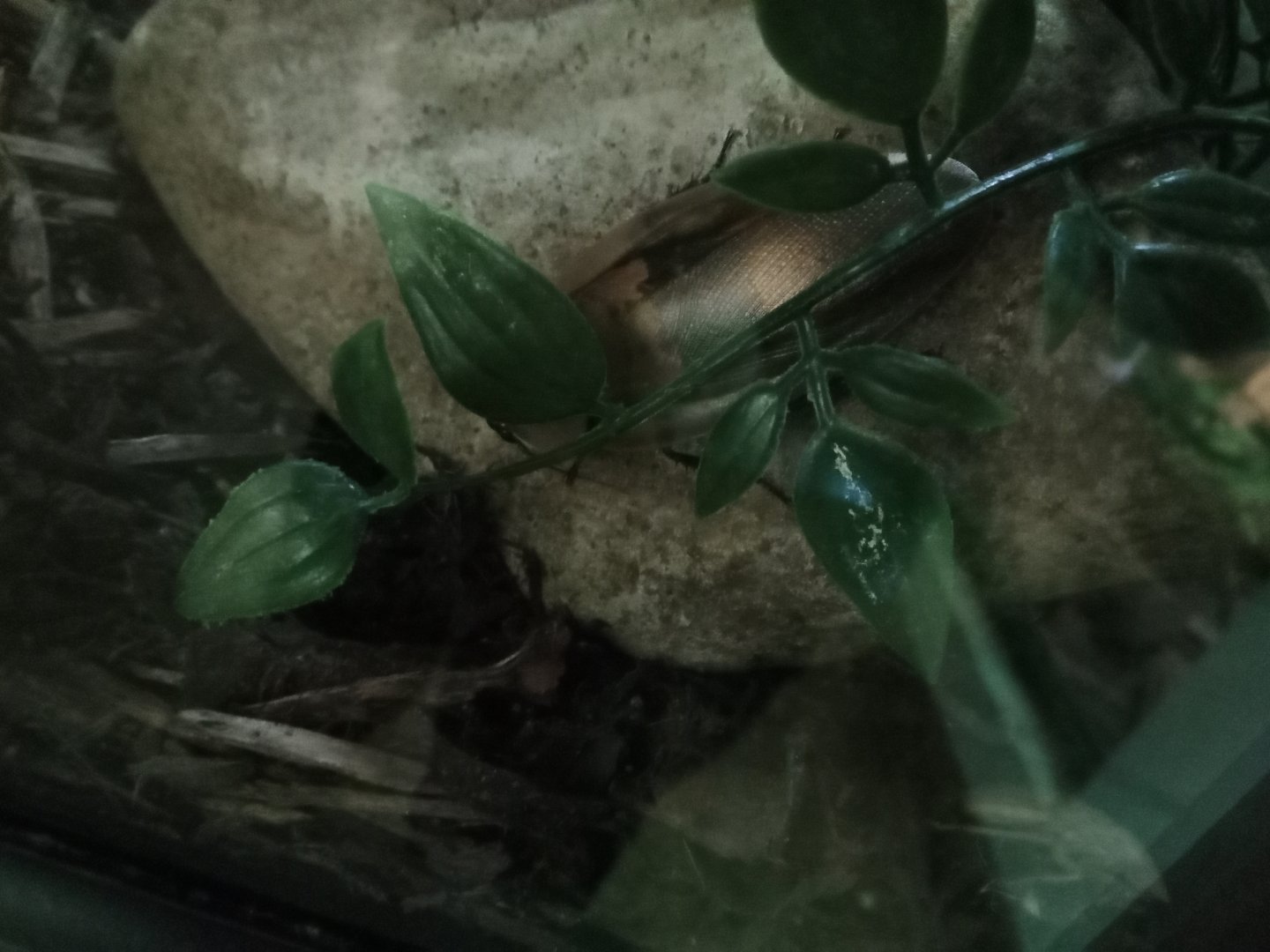 Death's head cockroach