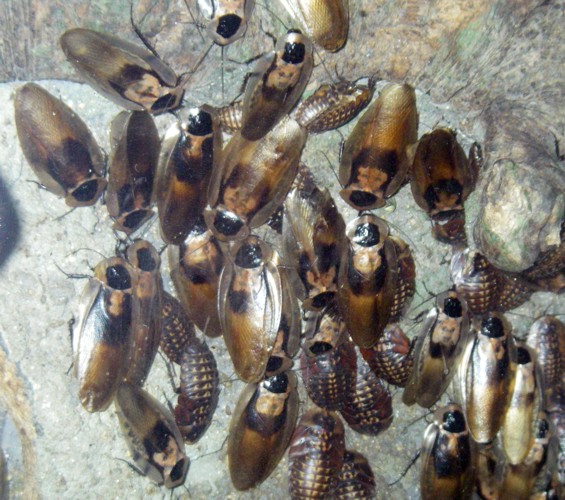 Death's Head Cockroaches (Blaberus cranifer)