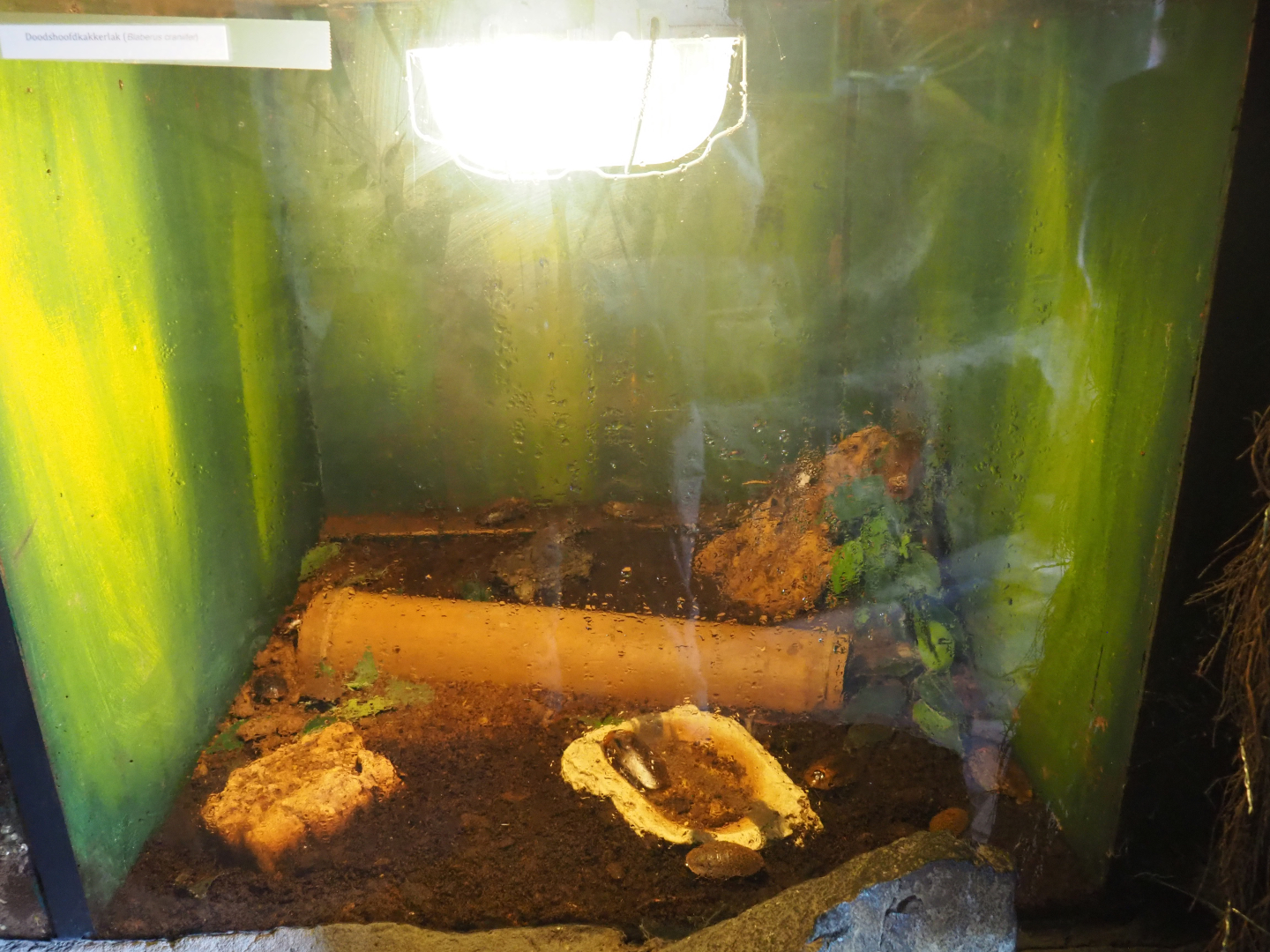 Death's head cockroaches (Blaberus craniifer) terrarium, 2019-08-04