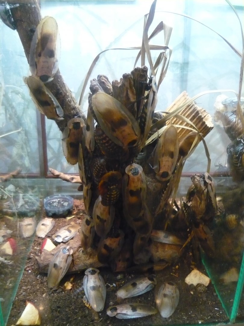 Death's head cockroaches (Blaberus craniifer)