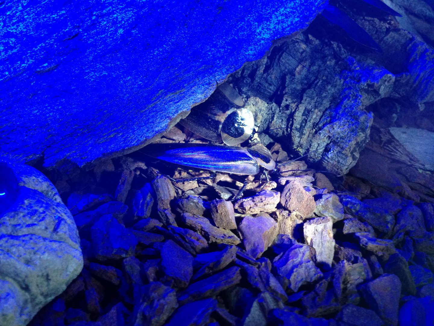 Deaths Head Cockroaches - (Blaberus Craniifer)