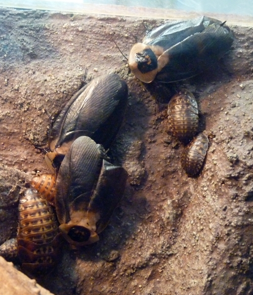 Death's head cockroaches (Blaberus craniifer)