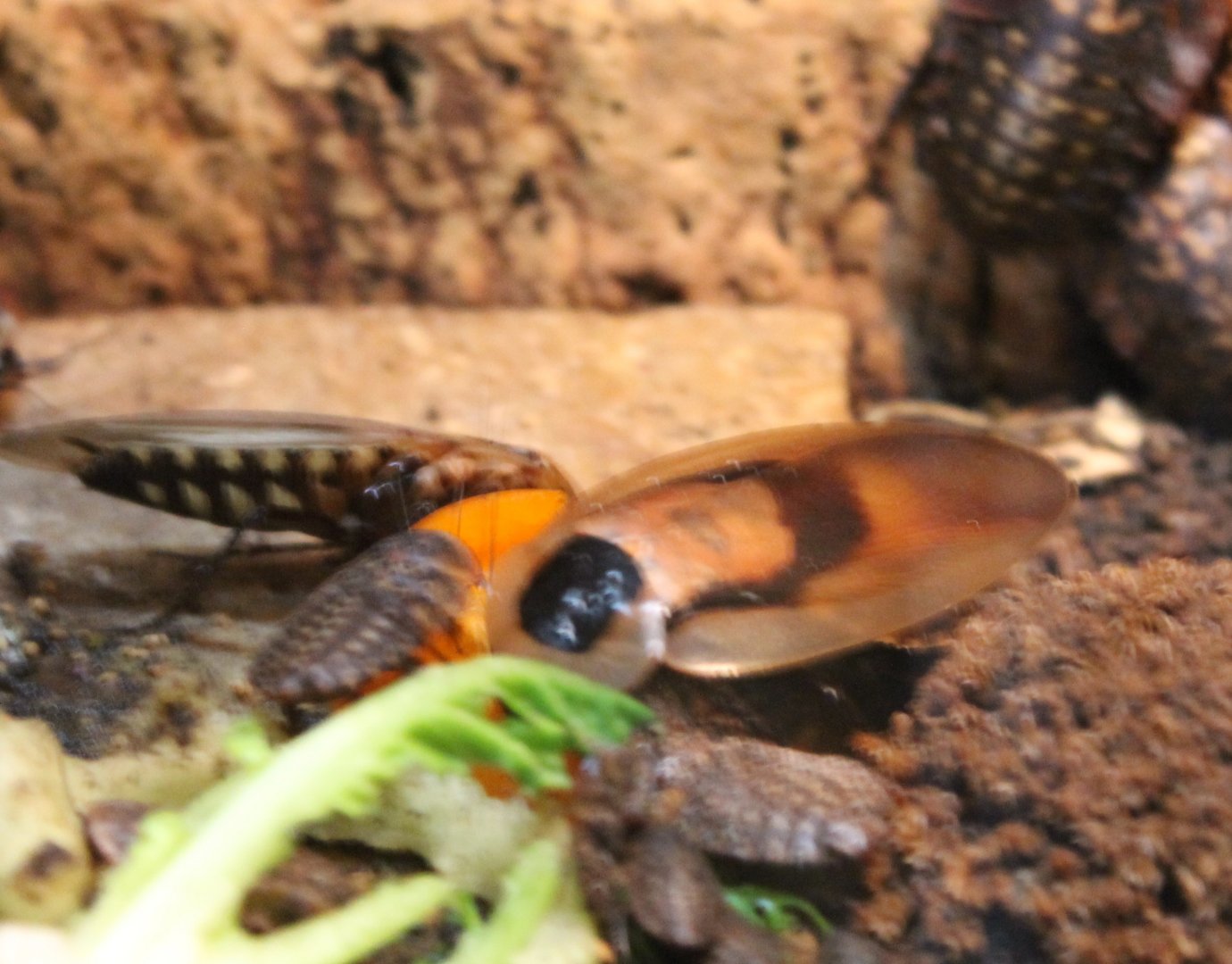 Death's head cockroaches