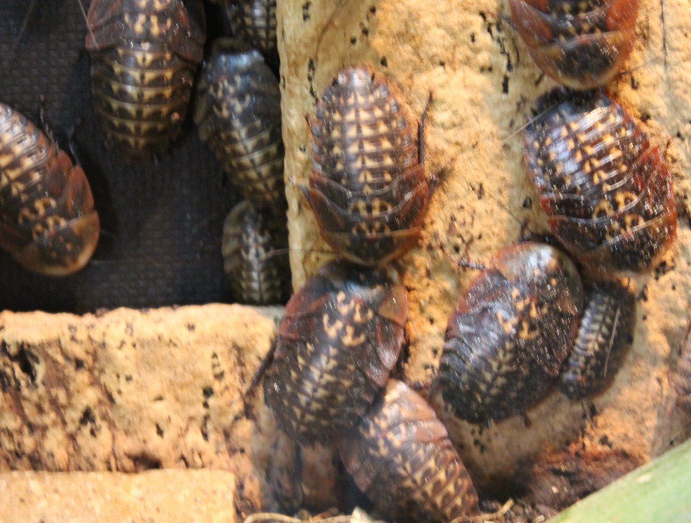 Death's head cockroaches