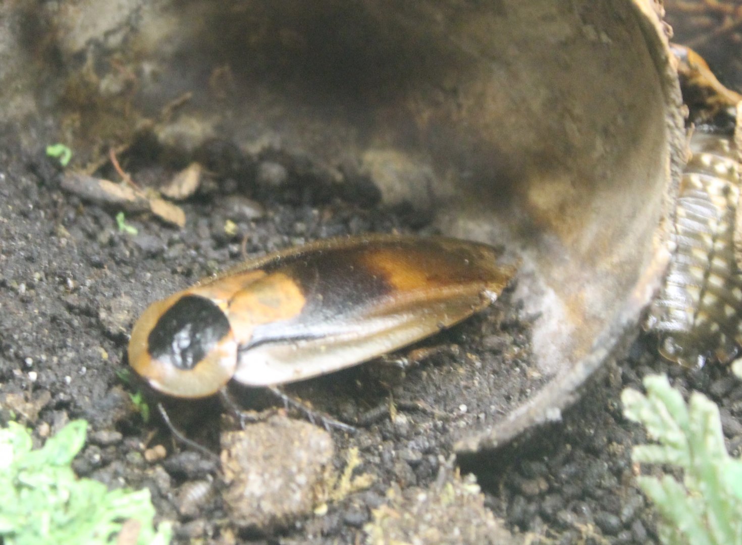 Death's head cockroaches