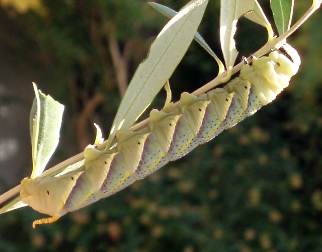 Death's Head Hawk Moth (Acherontia atropos)