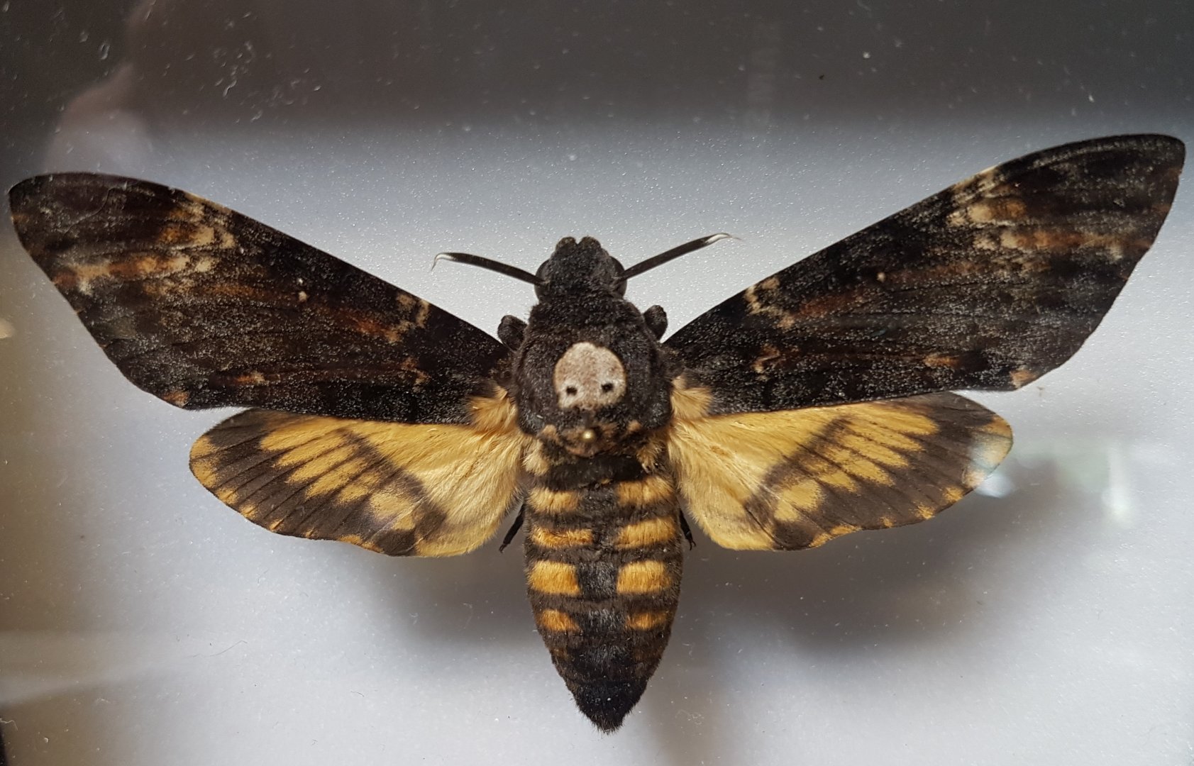 Death's head hawk moth