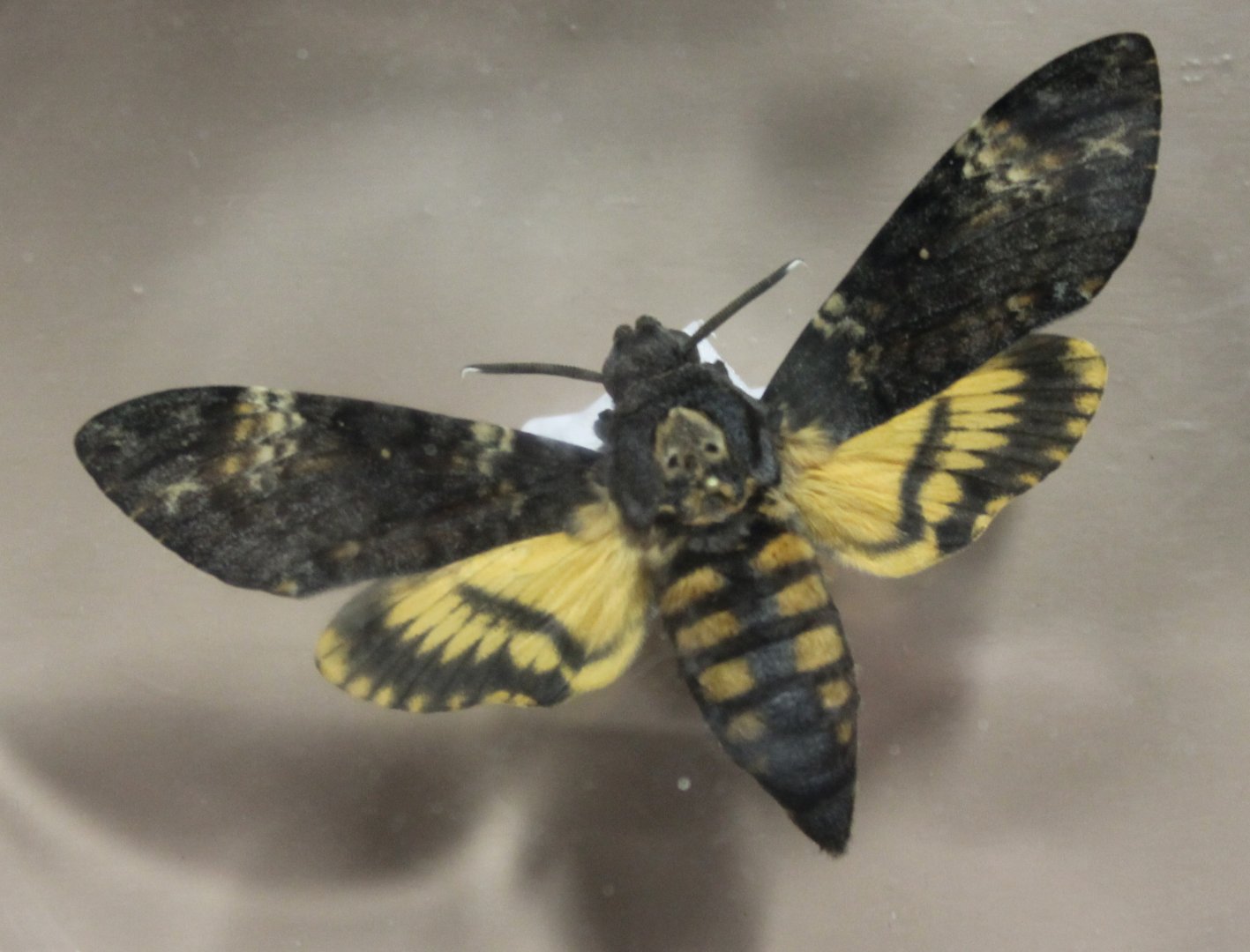 Death's Head hawkmoth Specimen