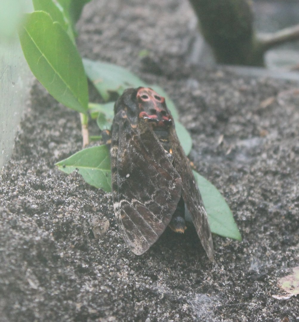 Death's  head hawkmoth