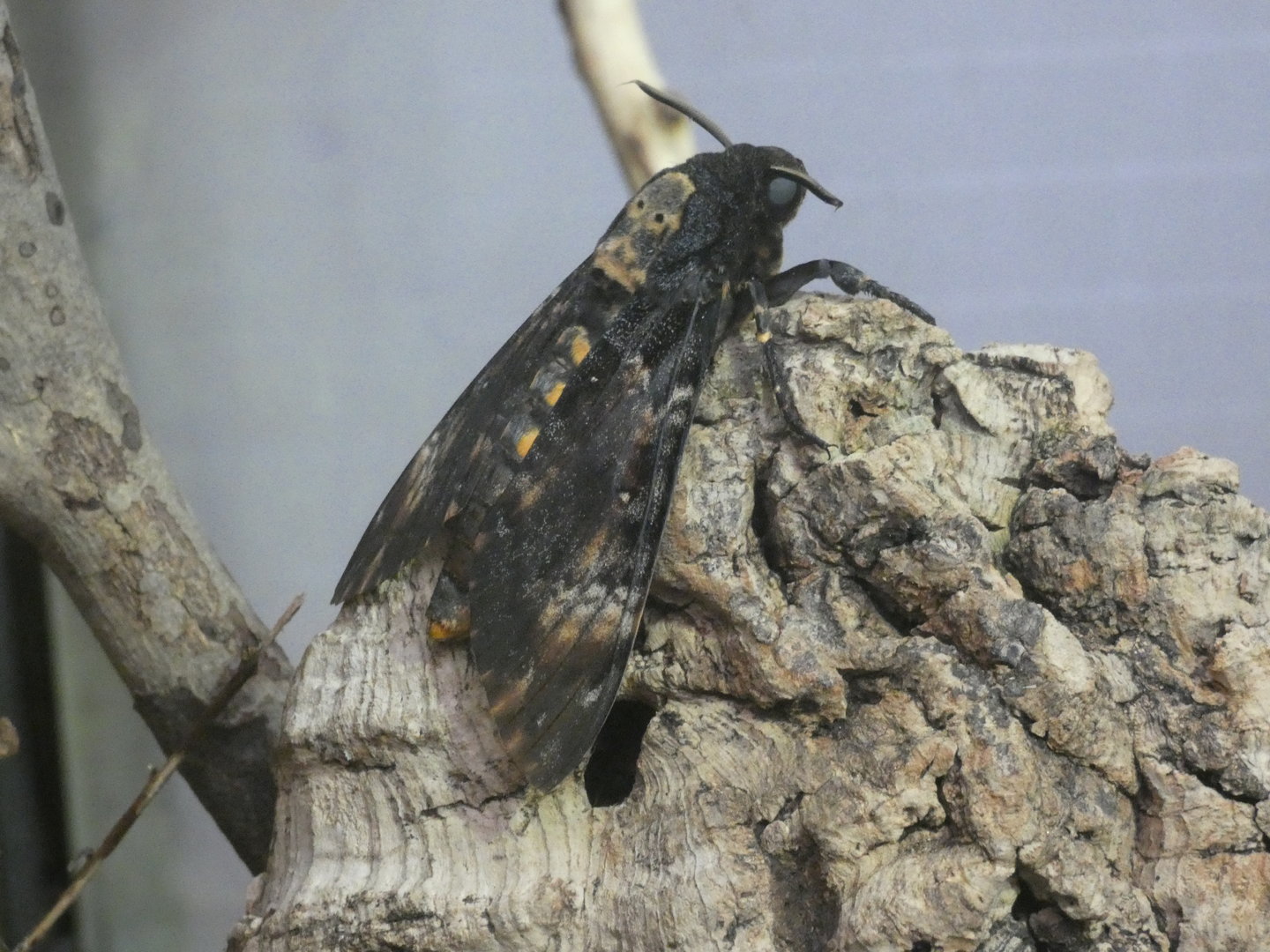 Deaths-head hawkmoth