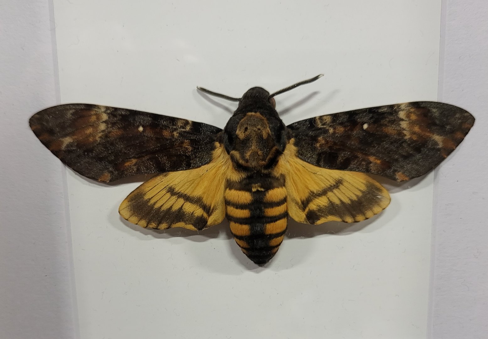 Death's-head hawkmoth