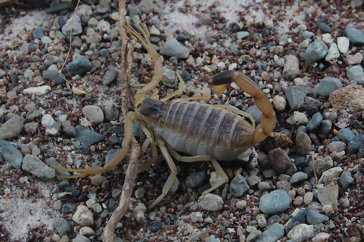 Deathstalker (Leiurus quinquestriatus) - Private facility