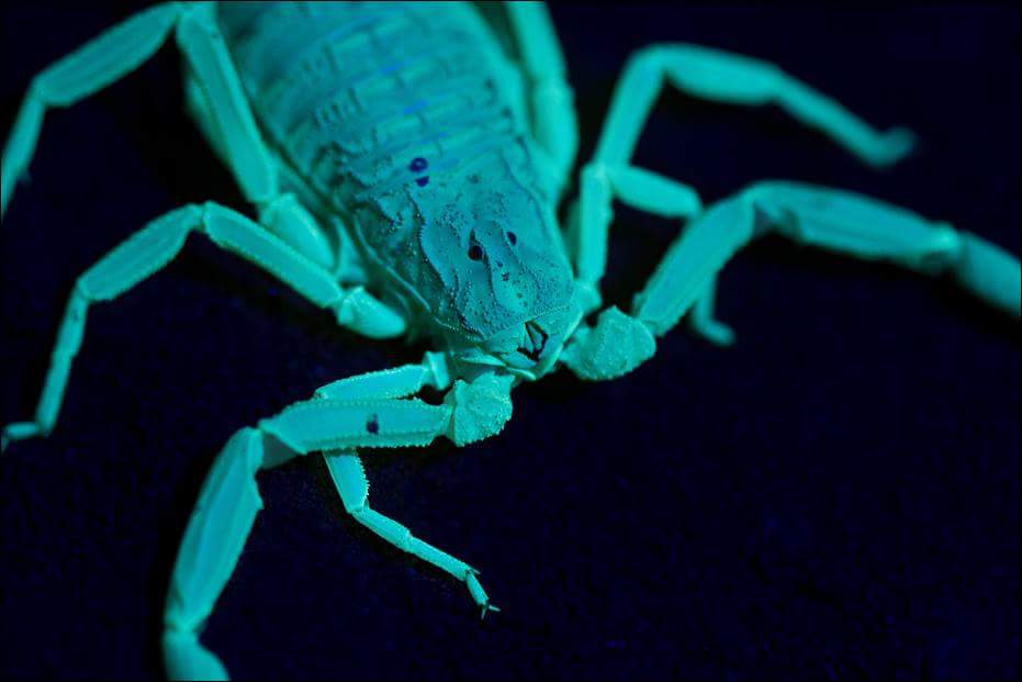 Deathstalker scorpion (Leiurus quinquestriatus)