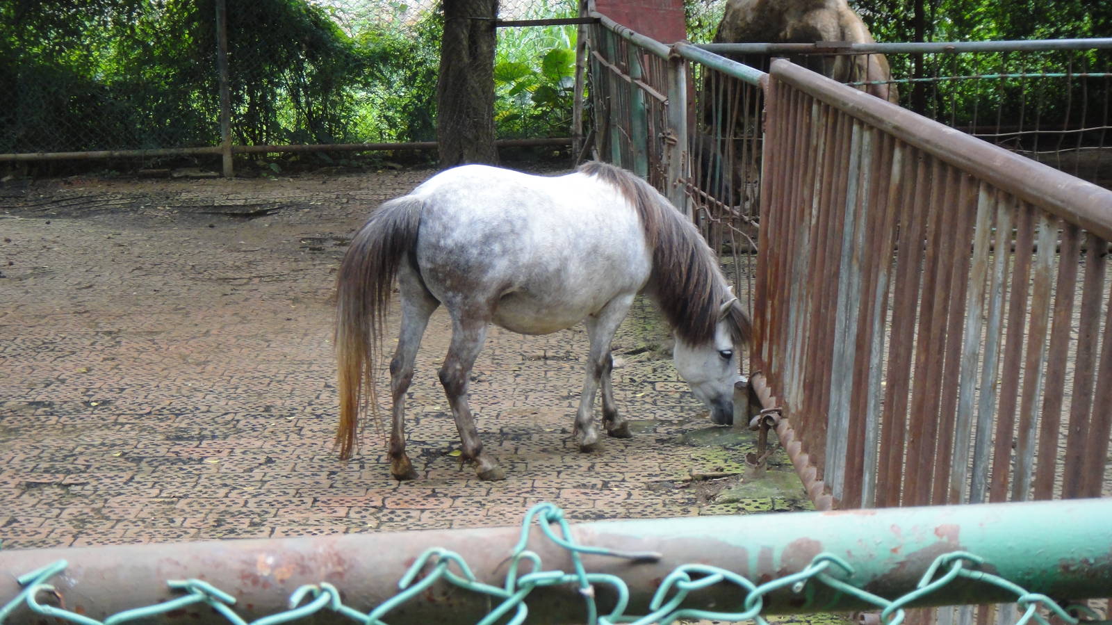 Debao pony at Nanning zoo 2013-4-27