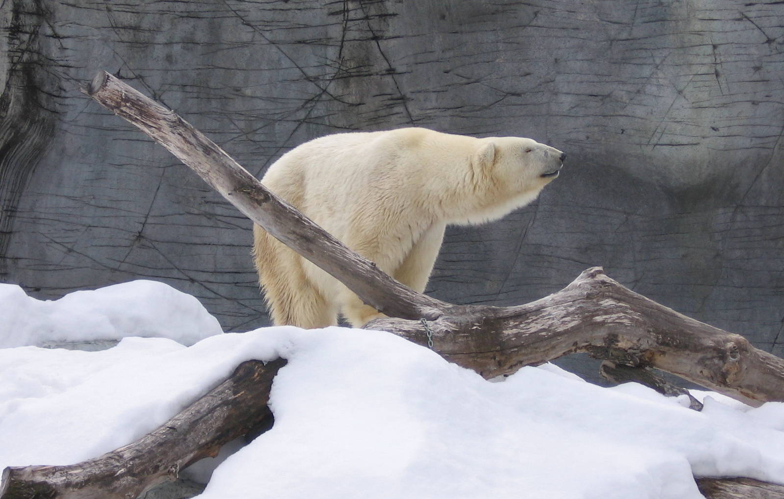 Debbie - The oldest living Polar Bear (in captivity)