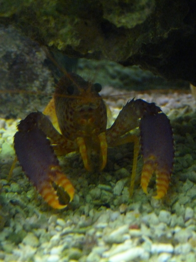 Debelius' reef lobster
