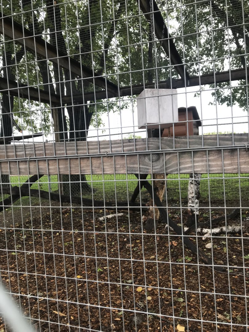 Debraza’s Guenon Exhibit