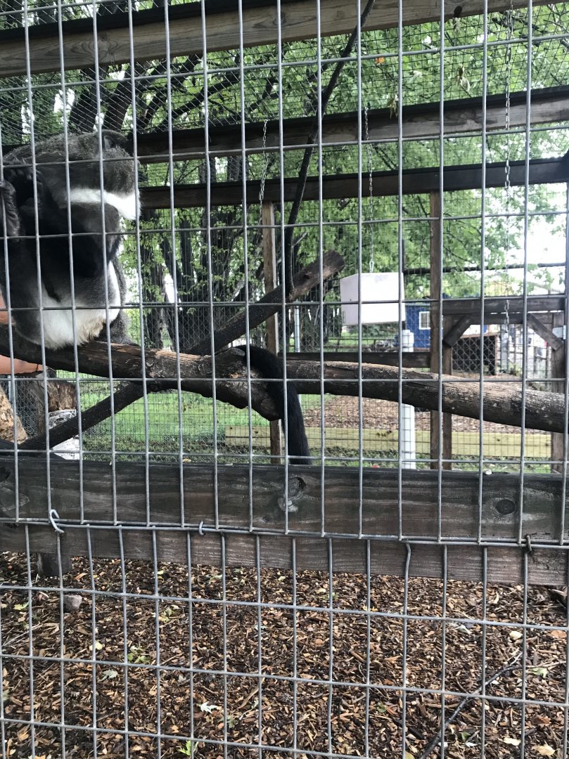 Debraza’s Guenon Exhibit