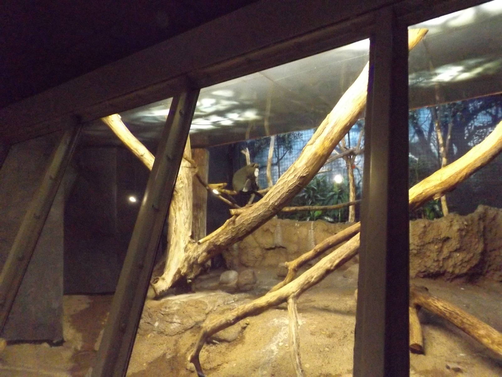 Debrazza / Diana Monkey Exhibit