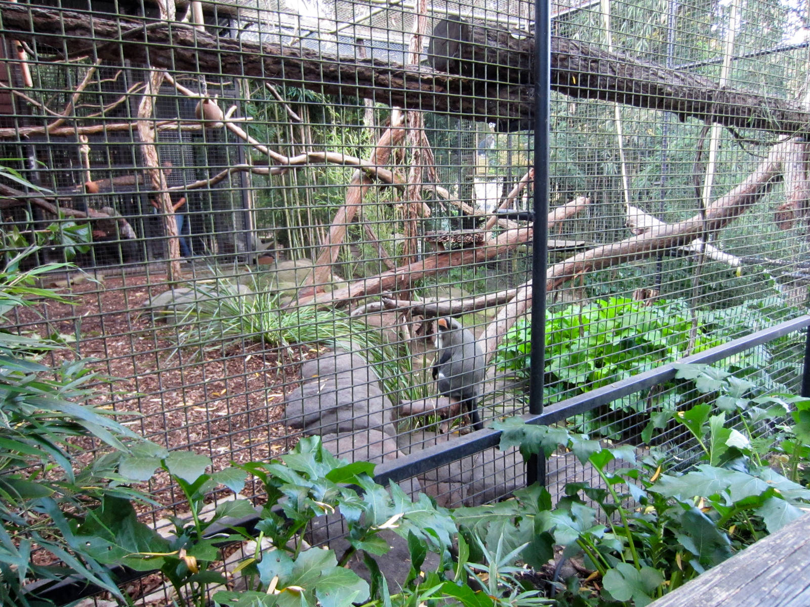 Debrazza Guenon cage