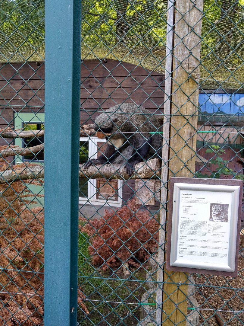 Debrazza guenon - Cercopithecus neglectus