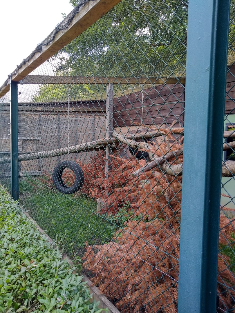 Debrazza guenon enclosure