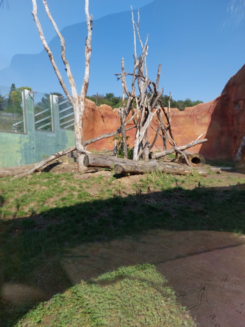 Debrazza guenon & red river hog outdoors