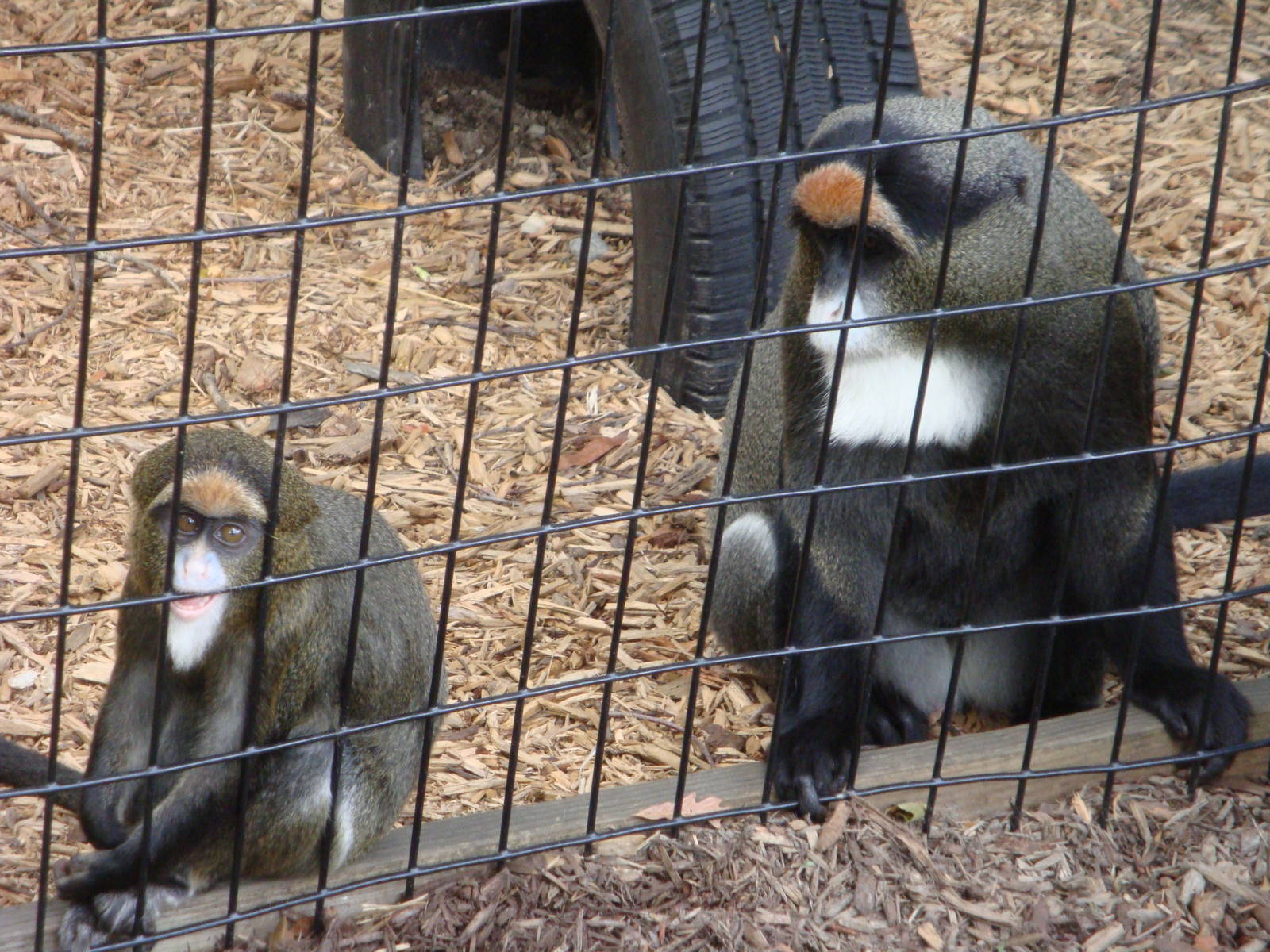 DeBrazza mom and baby