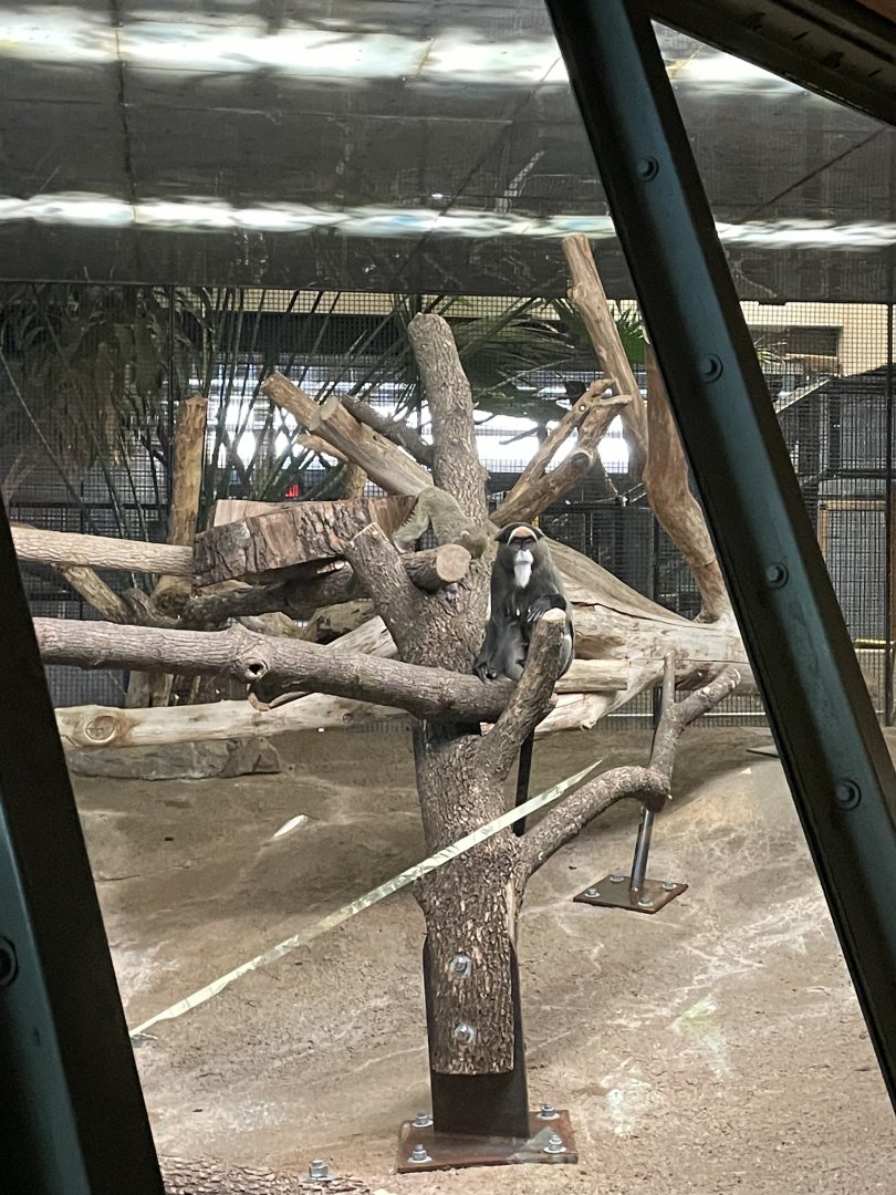 DeBrazza Monkey (10/7/23)