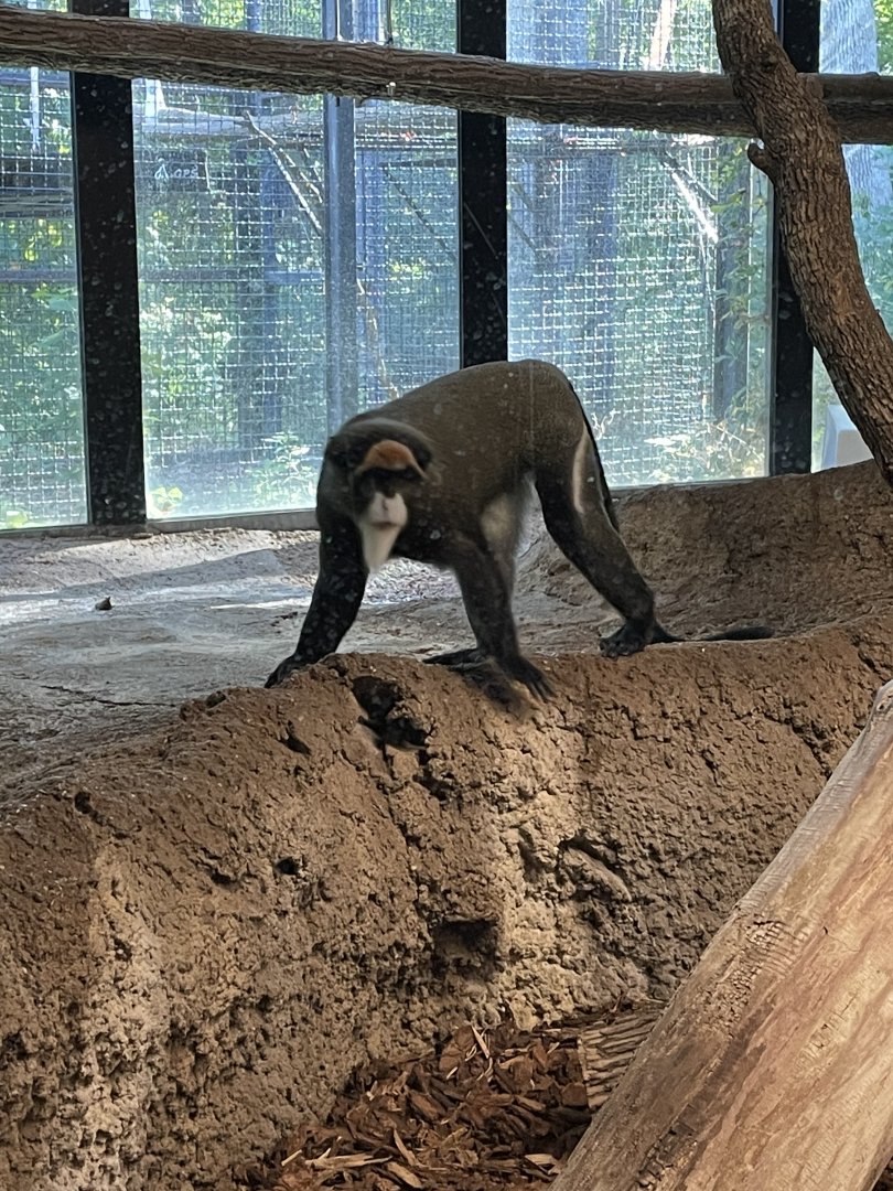 DeBrazza Monkey (10/7/23)