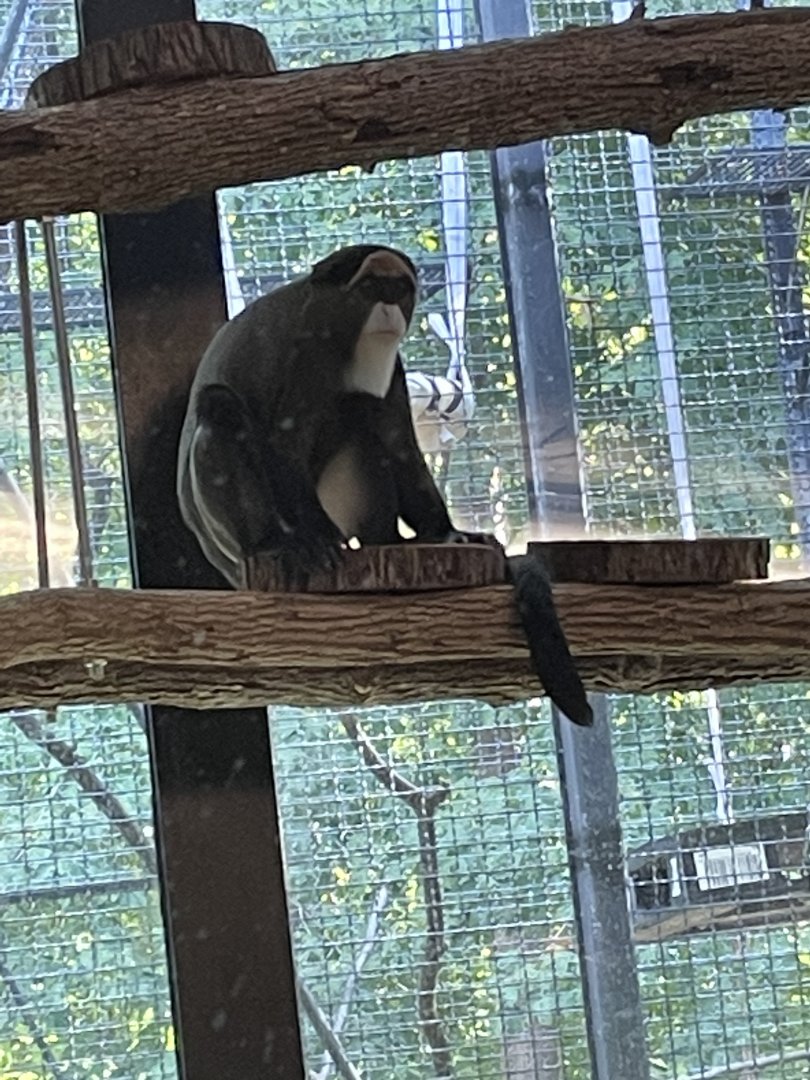 DeBrazza Monkey (10/7/23)