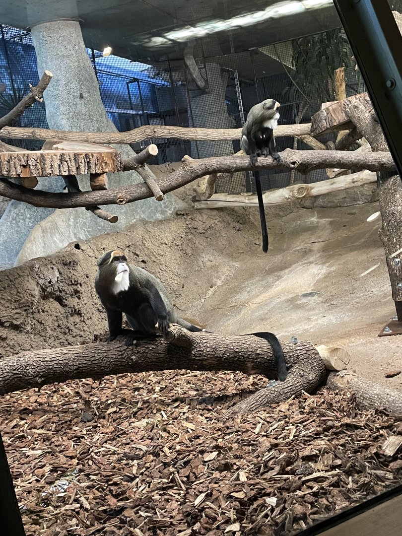 DeBrazza Monkey (10/7/23)