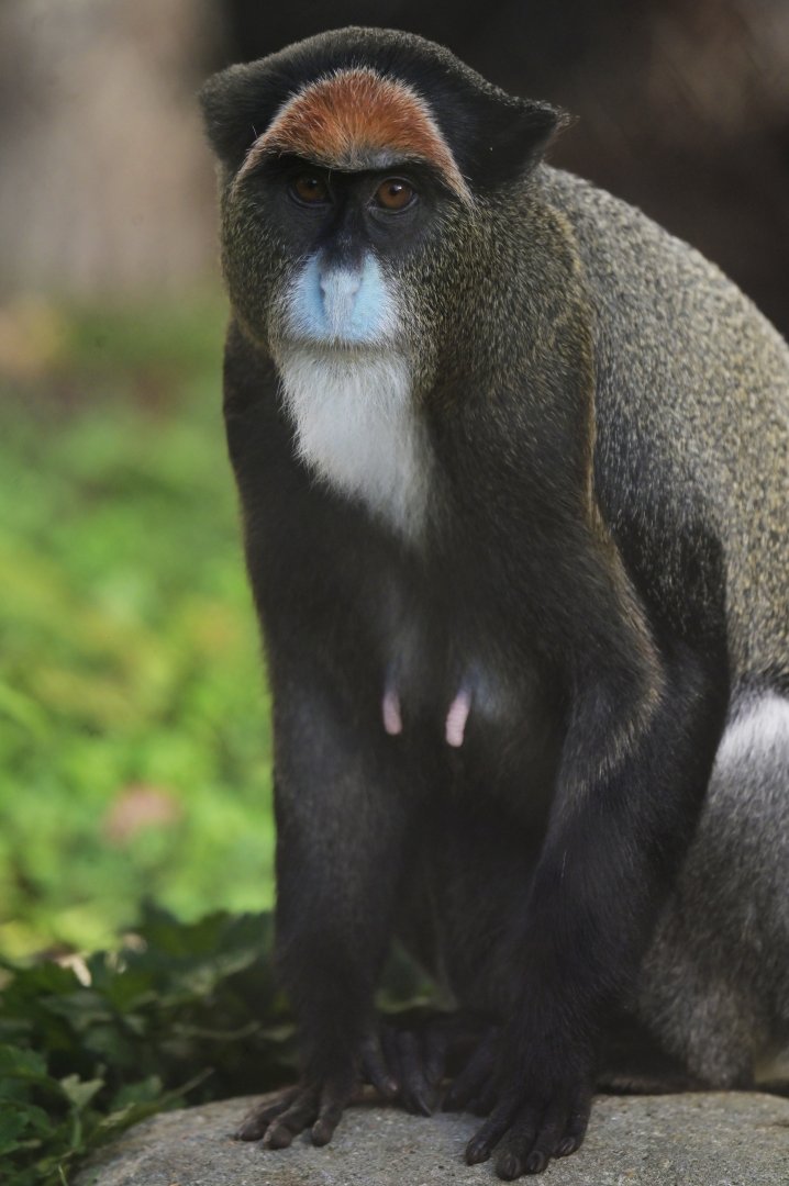 DeBrazza monkey (Cercopithecus neglectus)