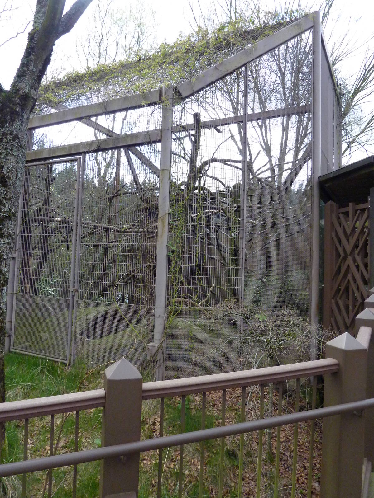 DeBrazza Monkey Exhibit