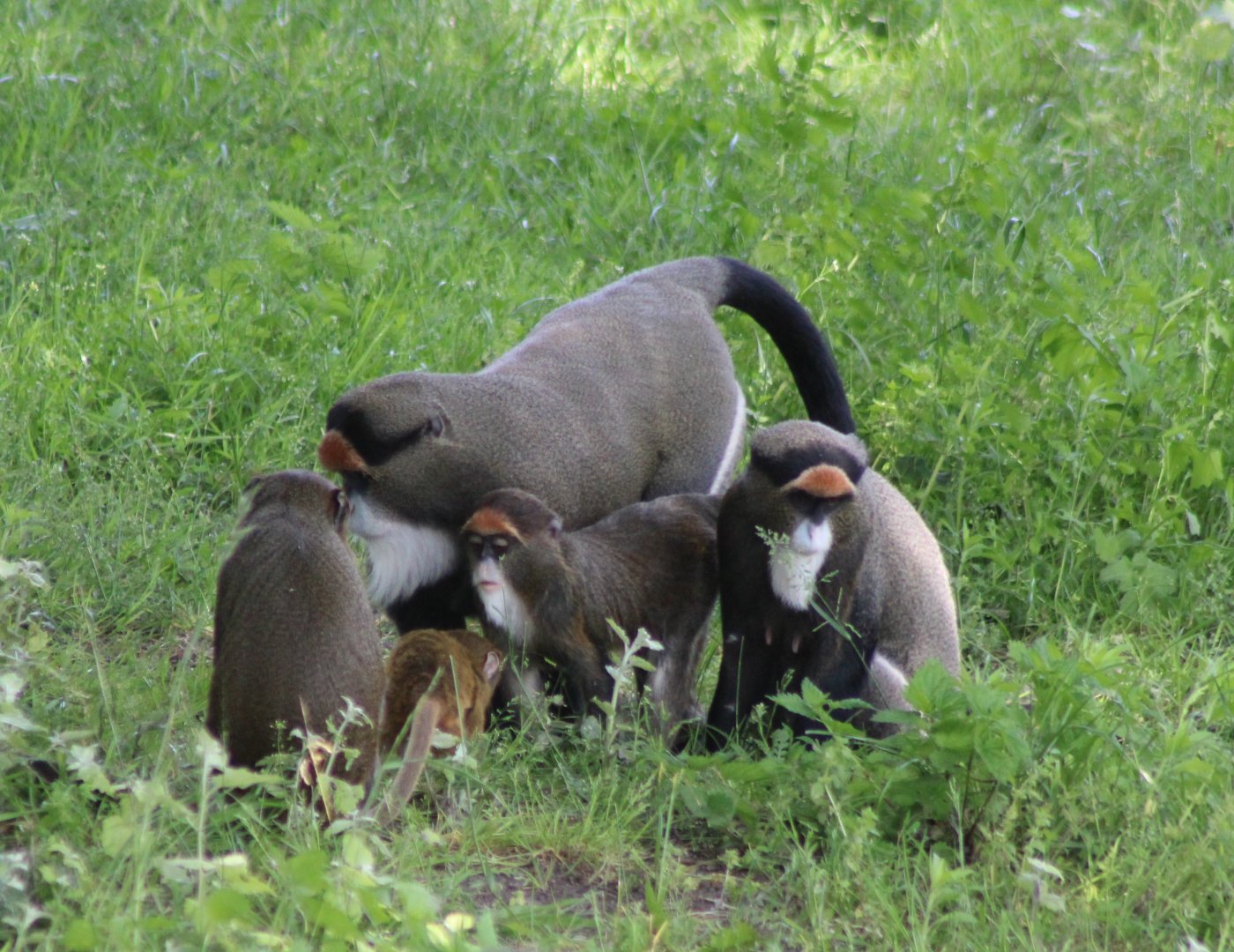 DeBrazza monkey family