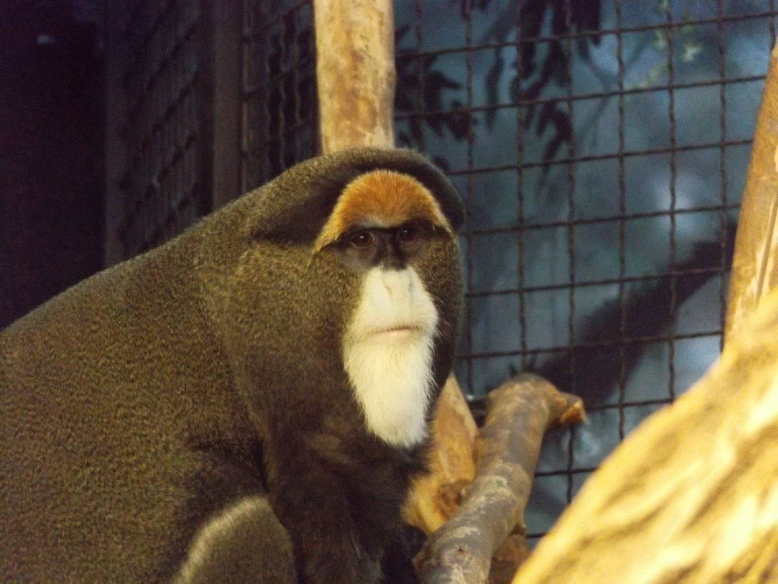 DeBrazza Monkey (Temporary)