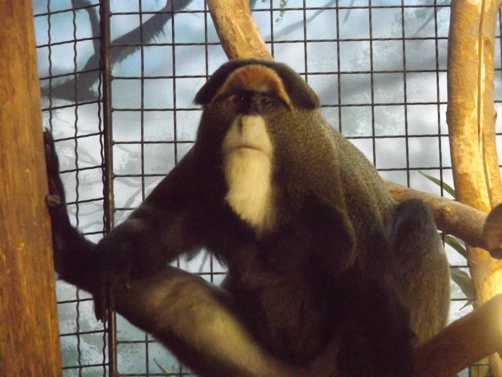 DeBrazza Monkey (Temporary)