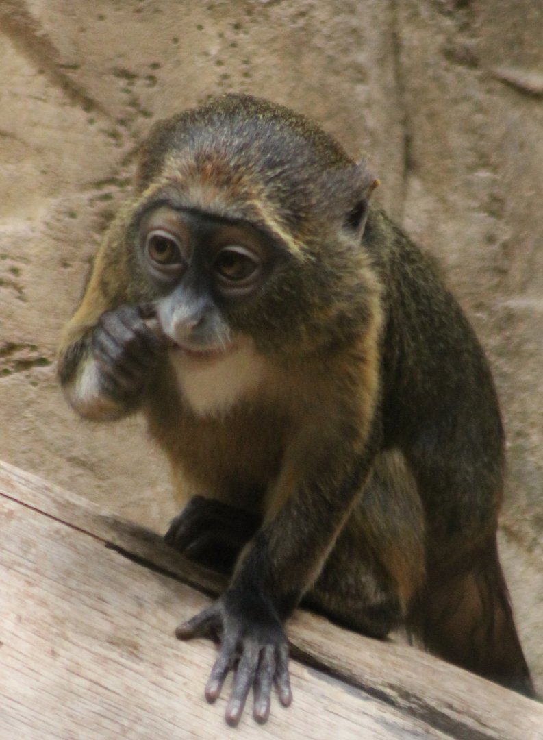 DeBrazza monkey - youngster