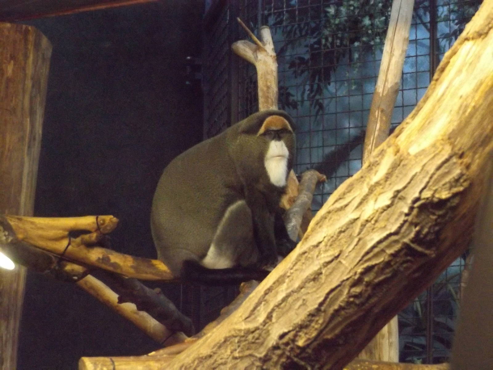 DeBrazza Monkey