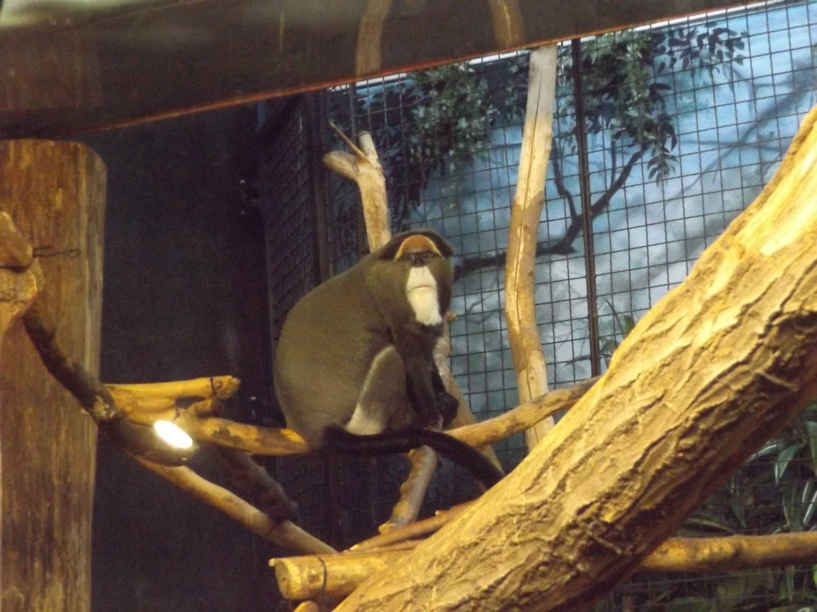 DeBrazza Monkey