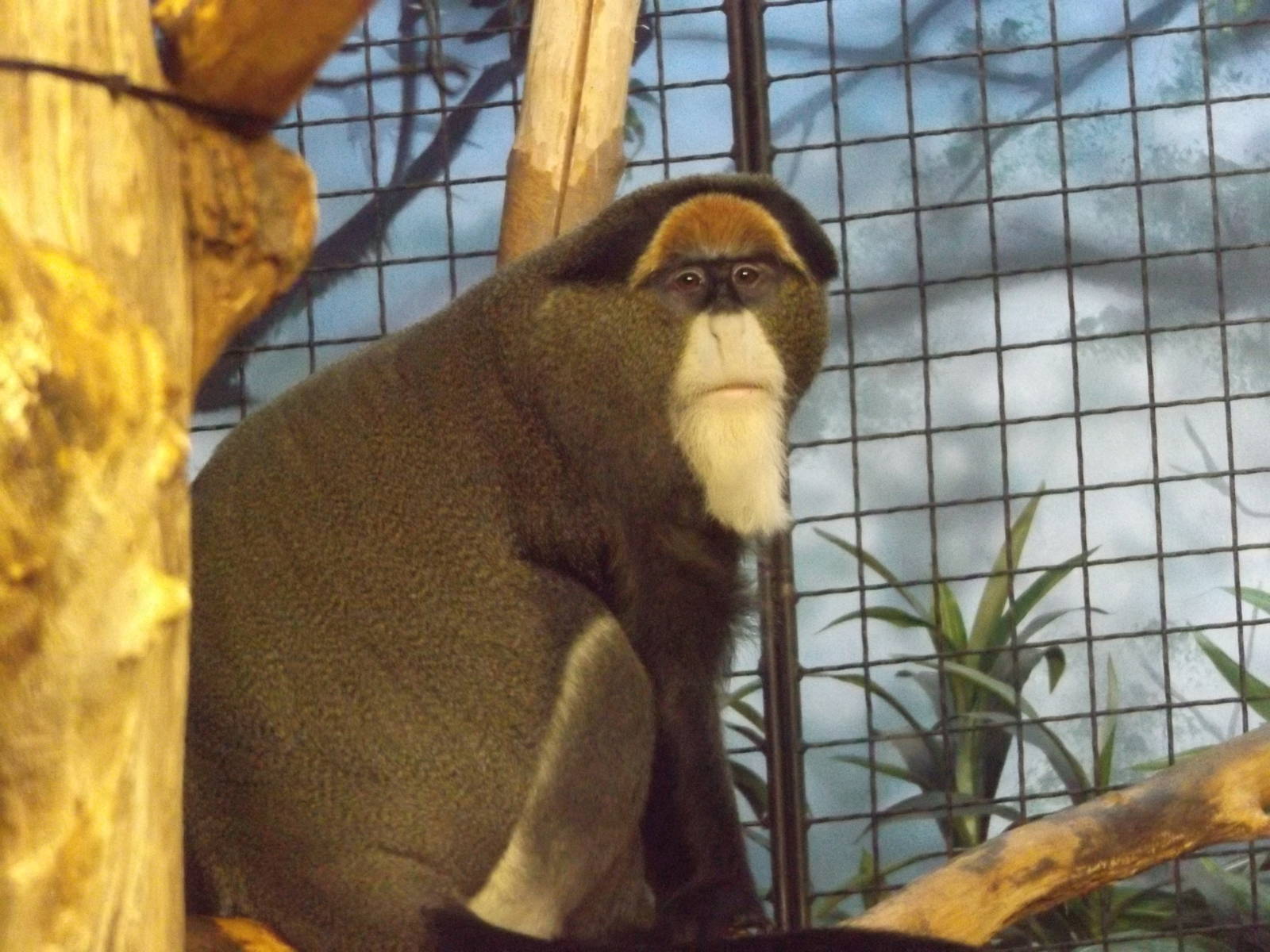 DeBrazza Monkey