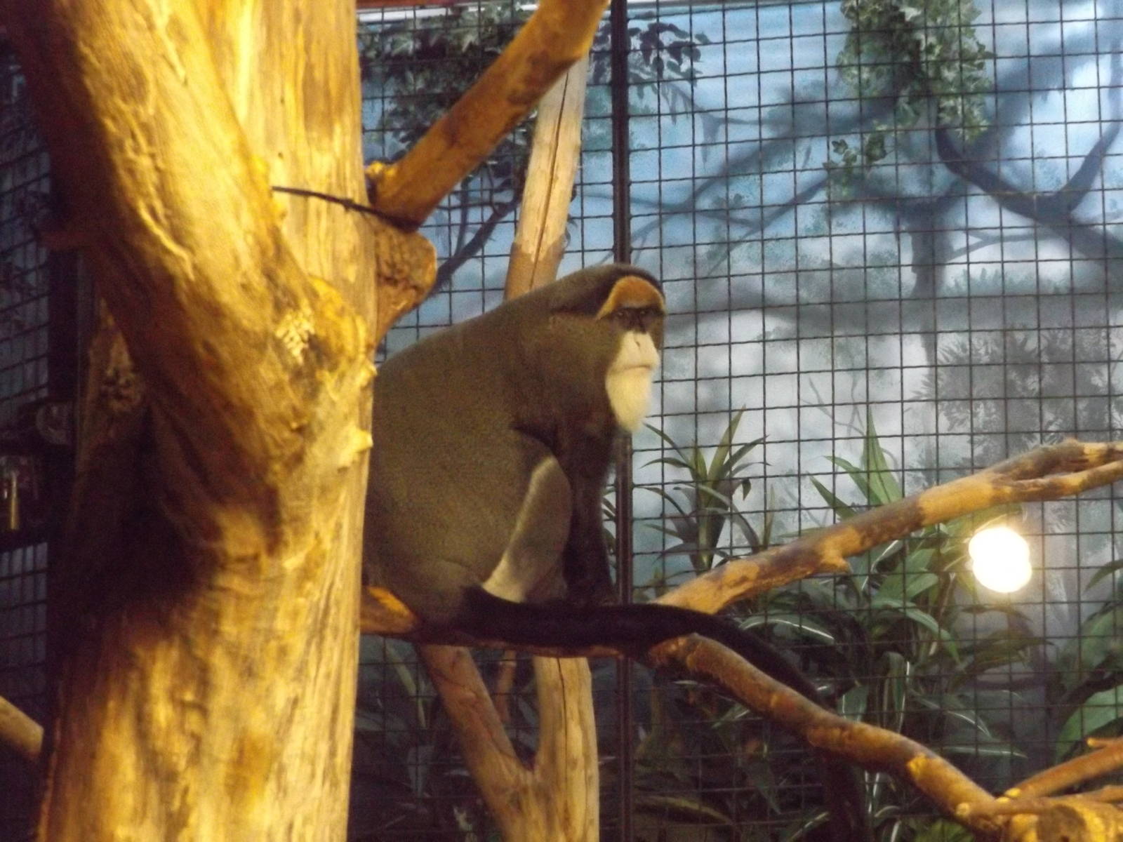 DeBrazza Monkey