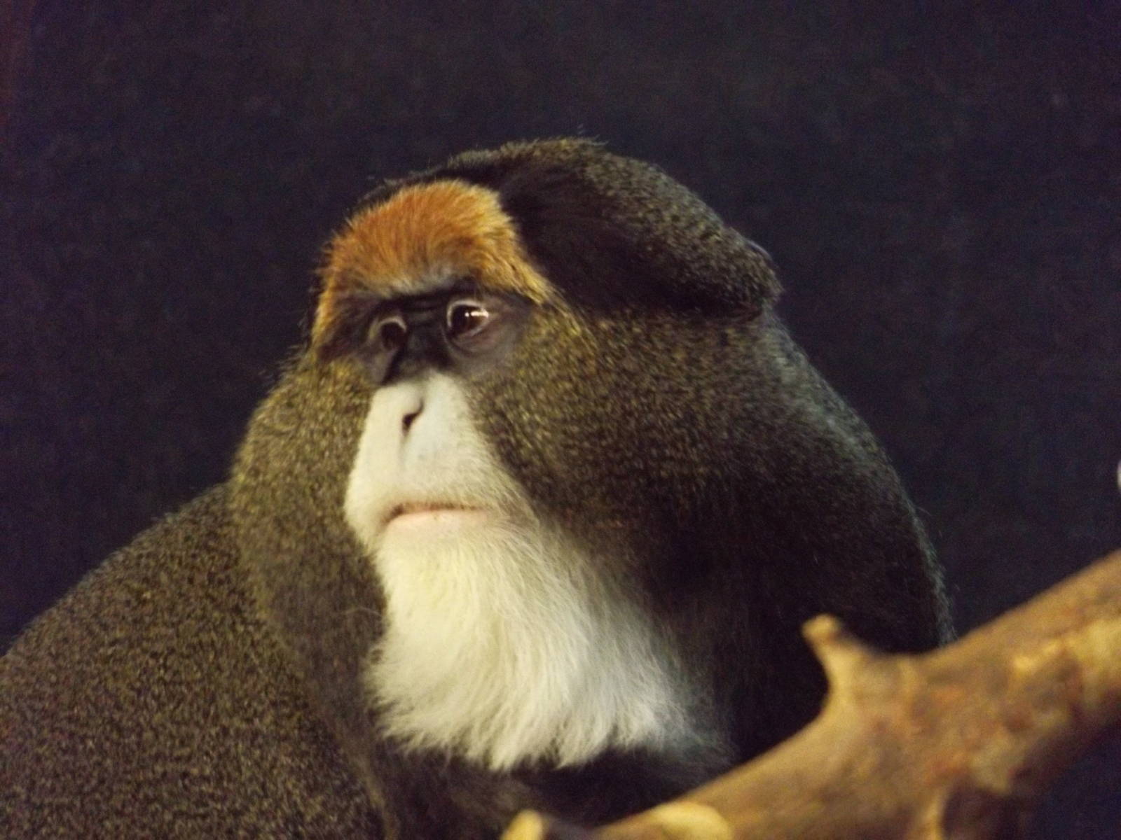 DeBrazza Monkey