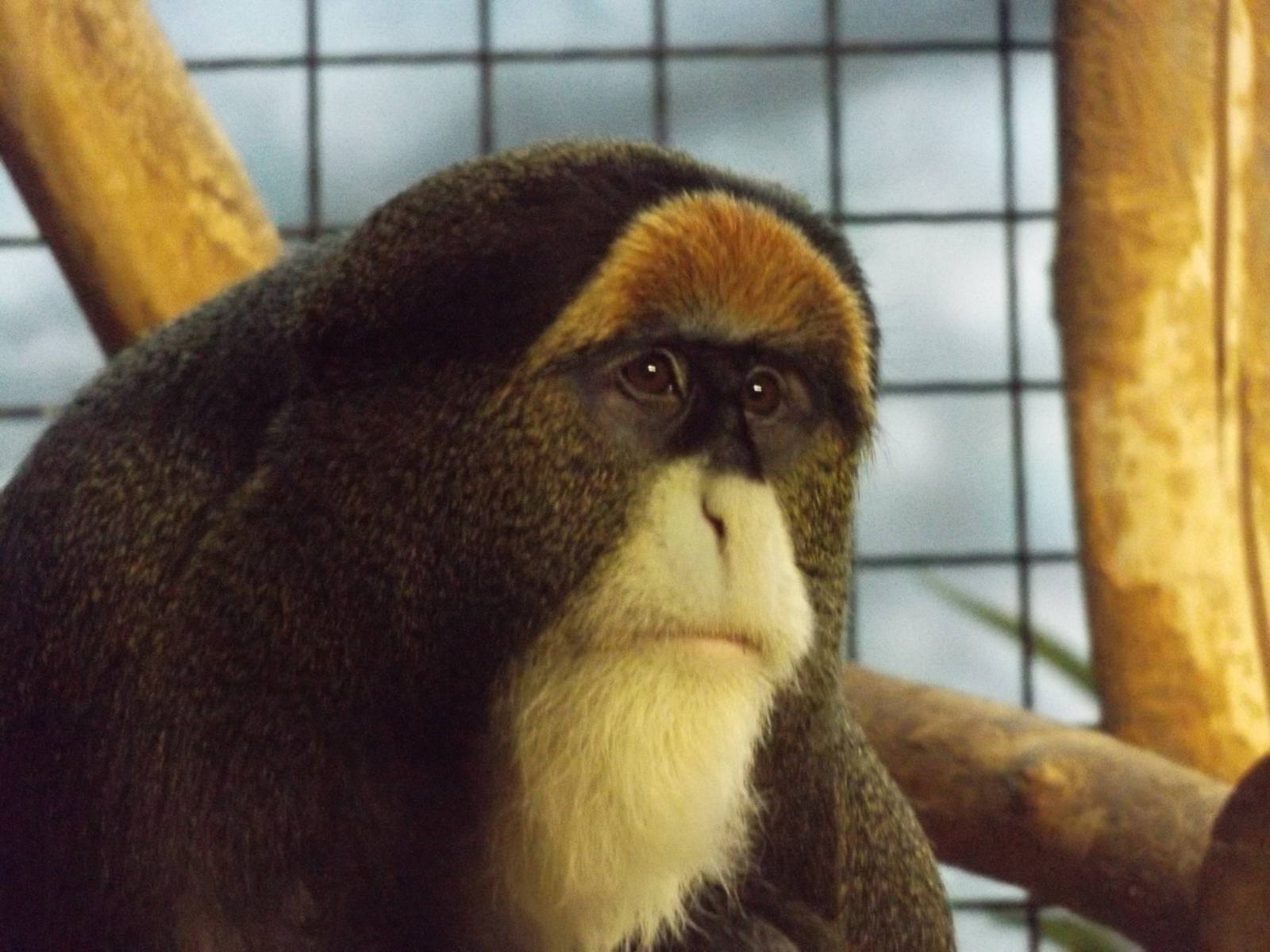 DeBrazza Monkey