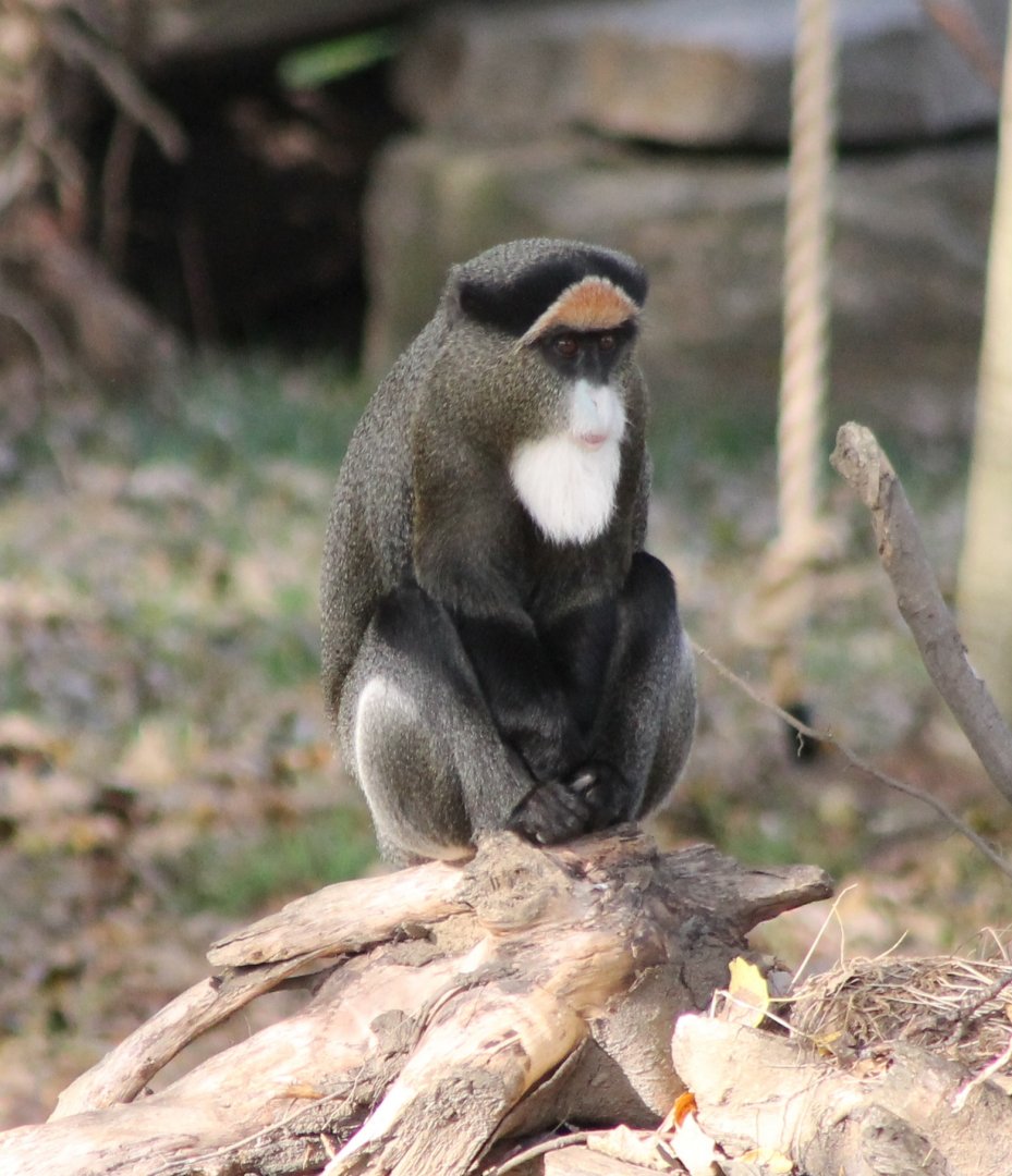 DeBrazza monkey