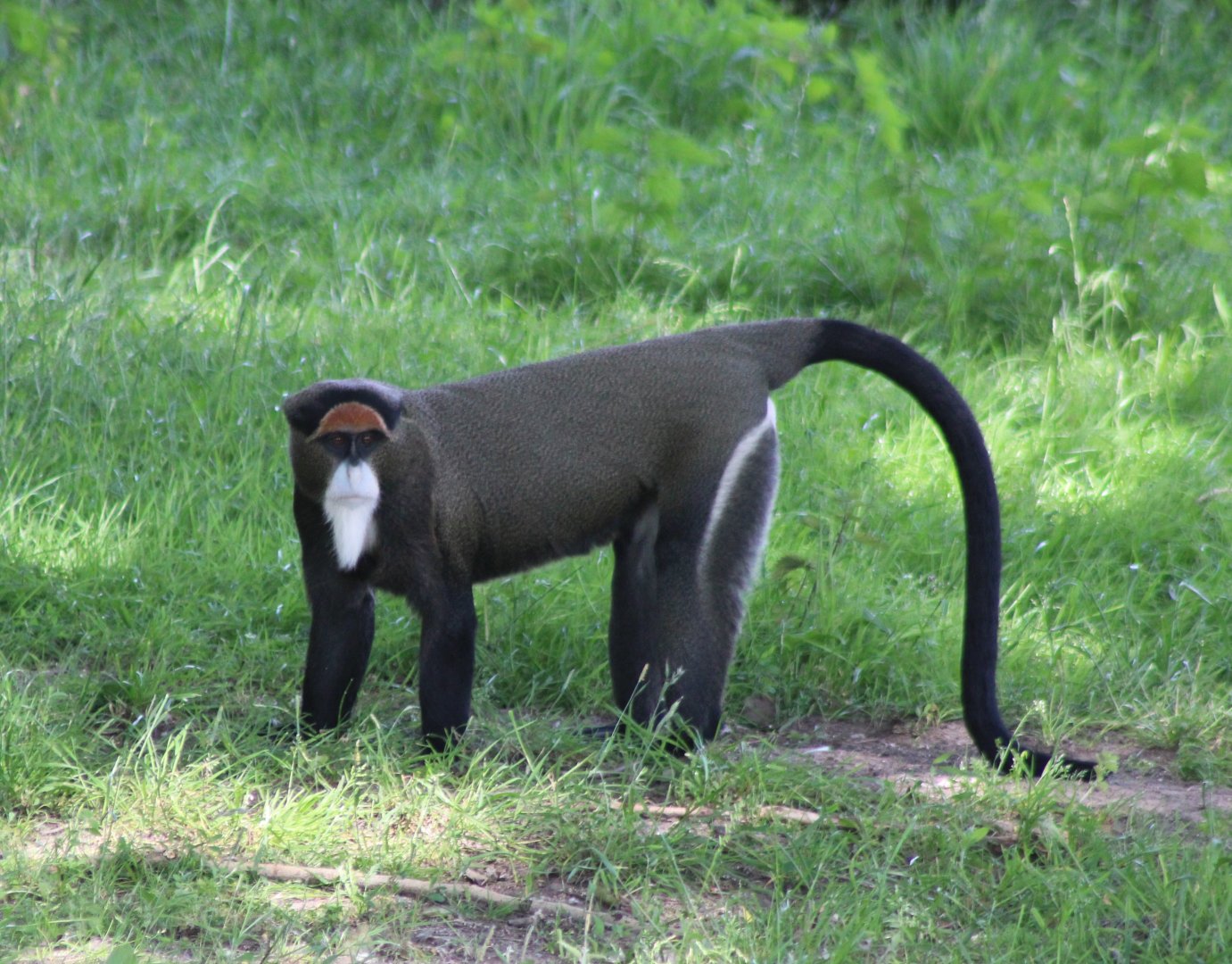 DeBrazza monkey