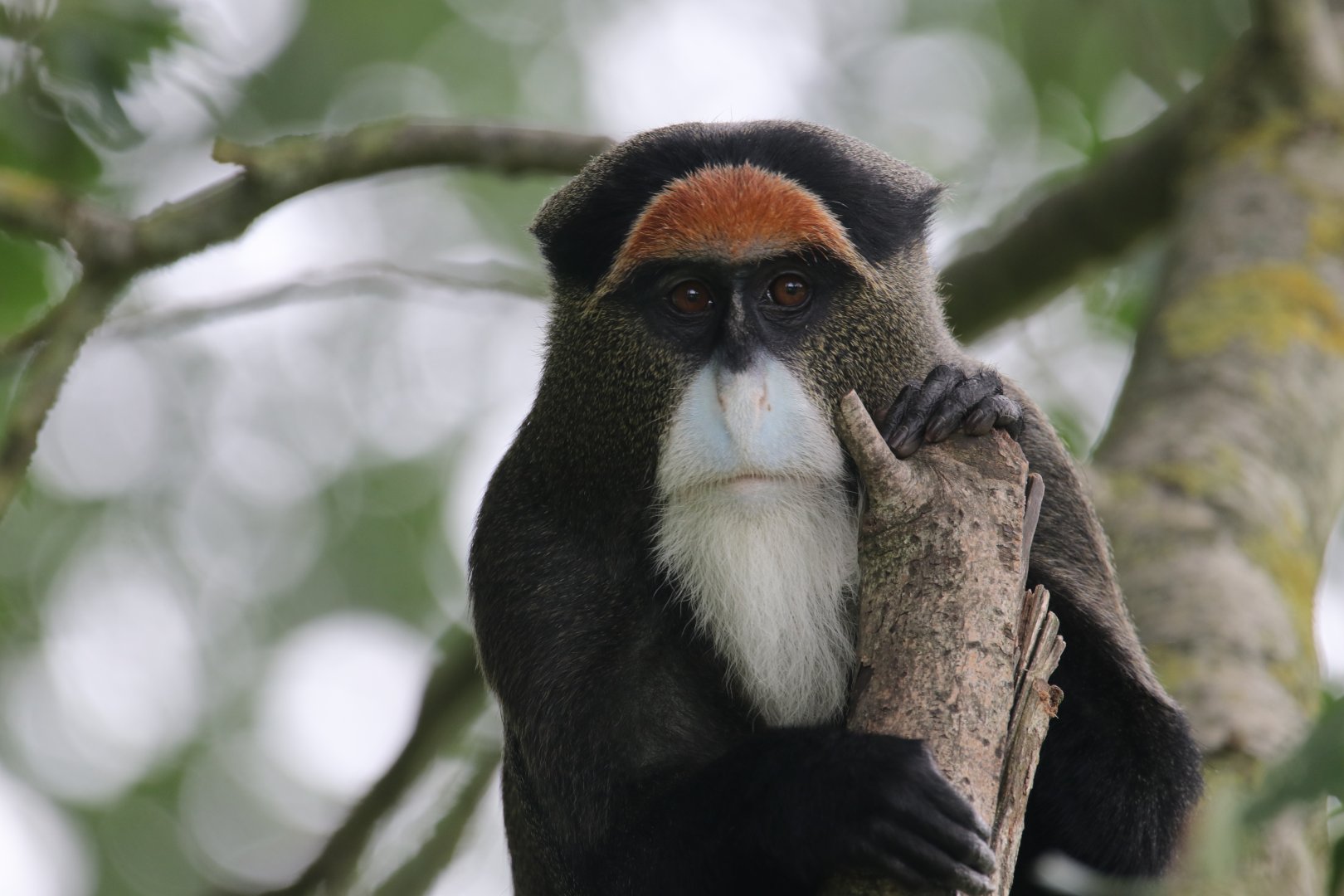 DeBrazza monkey